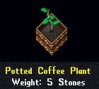 3b Potted Coffee Plant.jpg