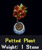 7a Potted Plant.jpg