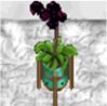 small black plant.jpg small black plant.jpg