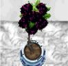 big black plant.jpg big black plant.jpg