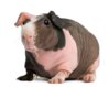 skinny pig (hairless guinea pig)_ I'm allergic to traditional guinea ___(1).jpg