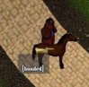 nameles shorse.JPG