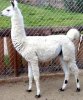 Llama.jpg