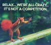 crazy-squirrel.jpg