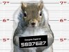 squirrel-mugshot.jpg