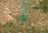 funny-gif-squirrel-proof-bird-feeder.gif