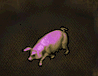 Origin piggy.png