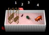 Auction.png Auction.png
