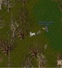 white hart 1.jpg