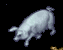 Pikky.png