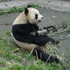 Funny Panda Got Gun.jpg