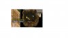 egg sac.jpg