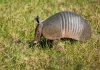 Armadillo-13.jpg