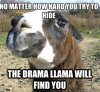 Drama Llama.jpg