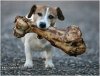 Dog-with-bone, IDOC.jpg