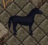 guard horse.JPG