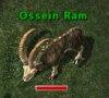 Ossein Ram.jpg