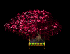 redmaple.png