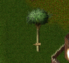 palm tree.png