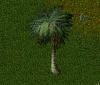 newpalm.png