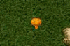 autum mushroom.gif