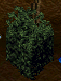 Legends EM Event Item Picture.png Legends EM Event Item Picture.png