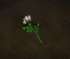 sakura rose.png sakura rose.png