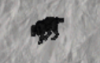 sheepdog.png sheepdog.png