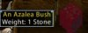 bush.jpg