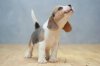 beagle2_cute_puppies.jpg
