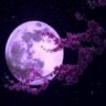 Lavender Moon
