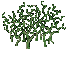 Image of The Mistletoe Which Is Not Cared For
