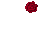 Image of A Christmas Rose 2009