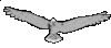 Image of A Possessive Seagull